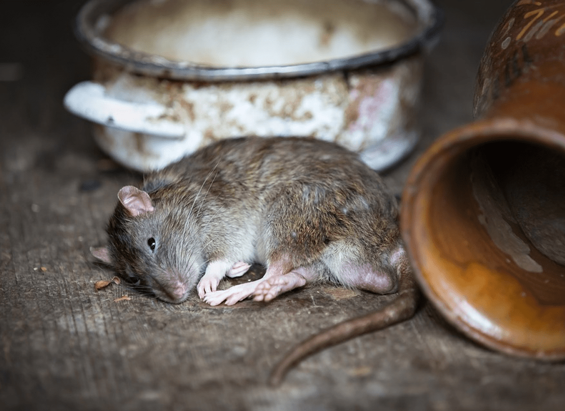 dịch vụ diệt chuột chất lượng
