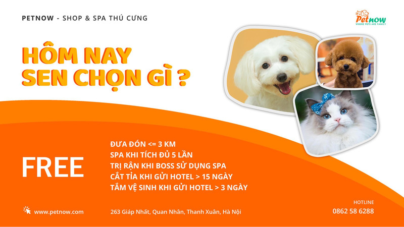 dịch vụ chăm sóc thú cưng Sài Gòn 