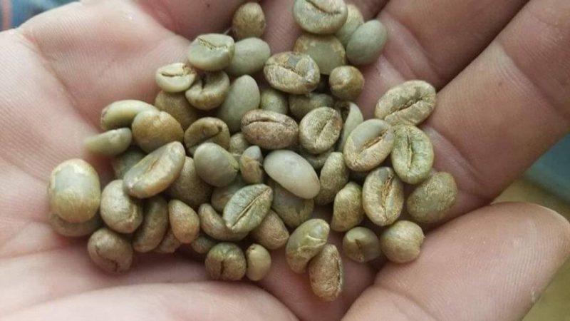 Kích thước hạt coffee 