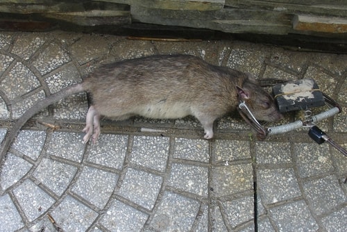 diệt chuột Đồng Nai