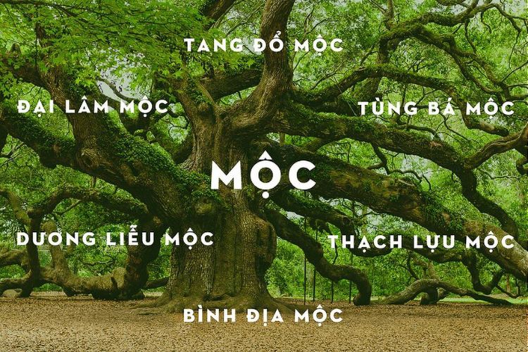 Mệnh mộc là những năm sinh nào? 