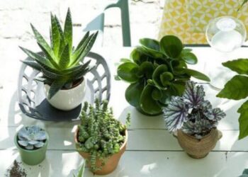 Cây xanh trang trí Đà Nẵng