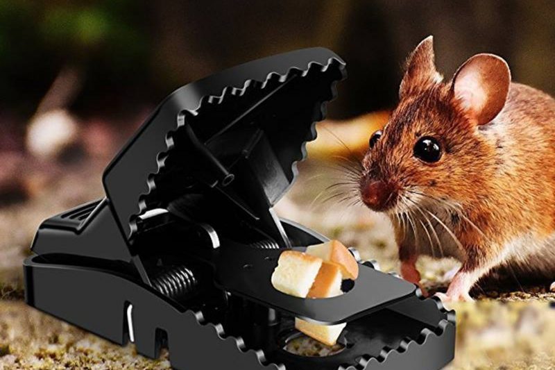 dịch vụ diệt chuột Sài Gòn dịch vụ diệt chuột cực sịn tại Hồ Chí Minh
