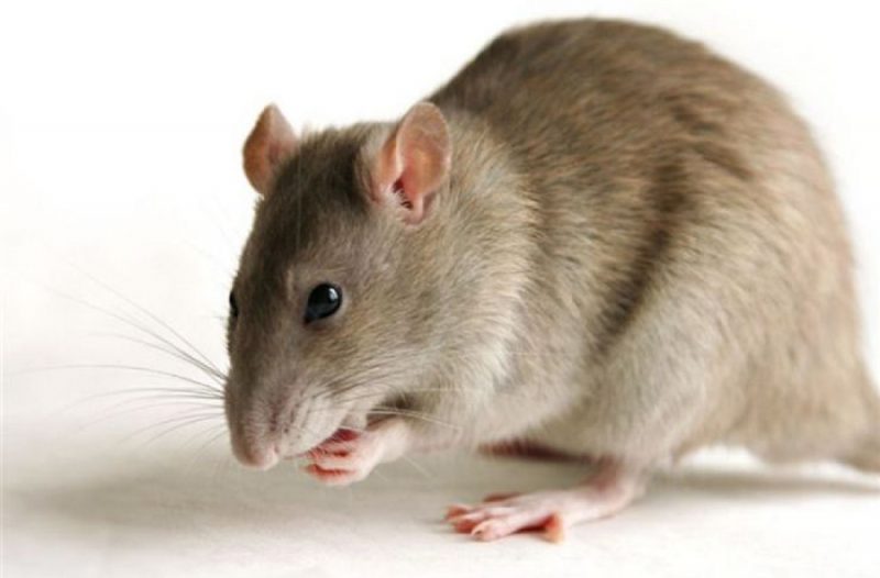 dịch vụ diệt chuột Sài Gòn dịch vụ diệt chuột tận gốc