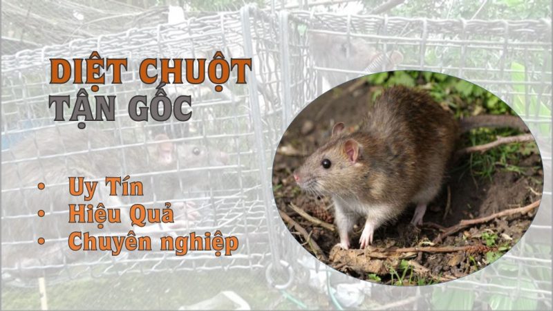 dịch vụ diệt chuột sài gòn dich-vu-diet-chuot-sai-gon-min