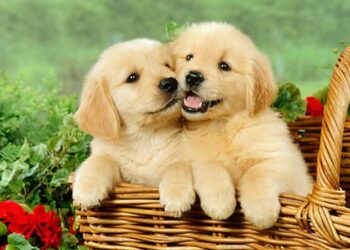 TOP 7 Cửa Hàng Chó Cảnh Đà Nẵng ” Dễ Thương” Nhất