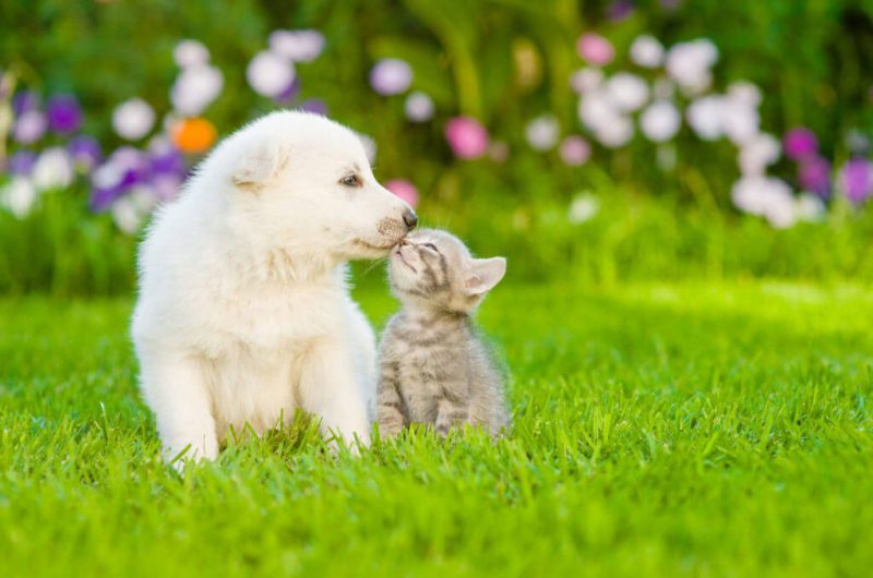 Cửa hàng chó cảnh Đà Nẵng