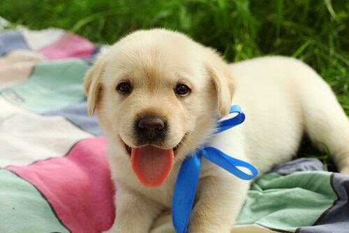 Cửa hàng chó cảnh Đà Nẵng Cửa hàng chó cảnh Đà Nẵng