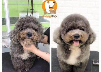 Top 16 Dịch Vụ Chăm Sóc Thú Cưng Sài Gòn Dành Cho Các “Sen”