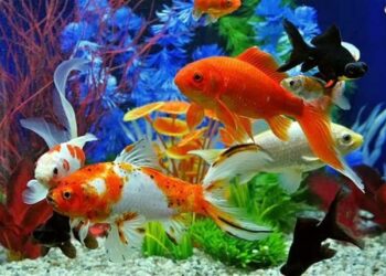 cá cảnh Sài Gòn