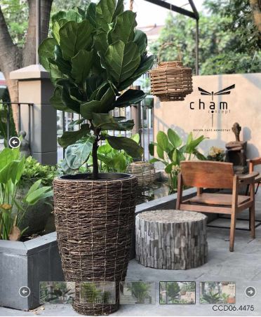 cây xanh trang trí Sài Gòn Chạm Concept
