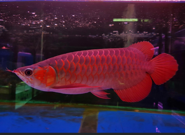 shop cá cảnh Sài Gòn Cá Kiểng Thúy Phát