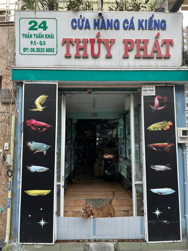 shop cá cảnh Sài Gòn Cá Kiểng Thúy Phát