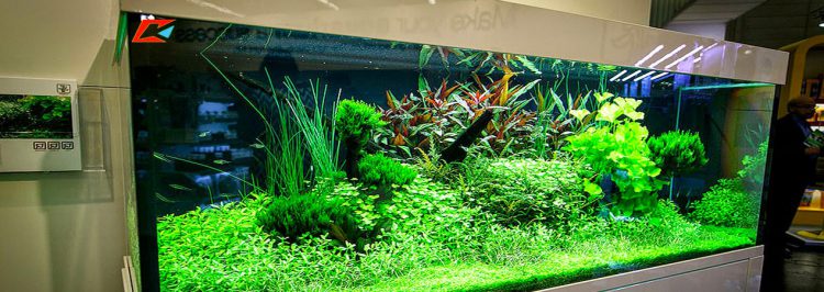 shop cá cảnh Sài Gòn nuôi cá cảnh đẹp