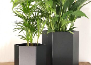 cây xanh trang trí Sài Gòn