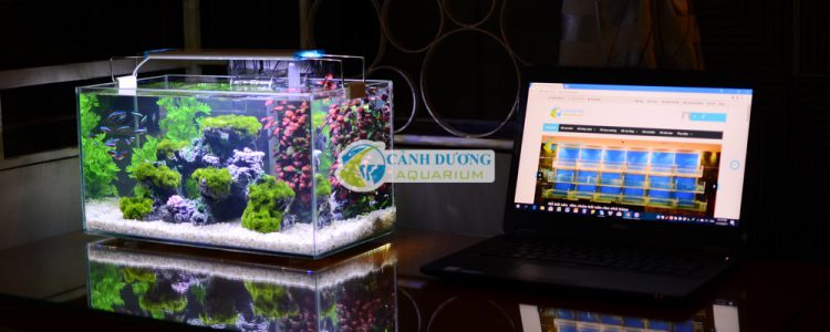 shop cá cảnh Sài Gòn nuôi cá cảnh đẹp
