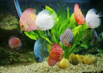 shop cá cảnh Đà Nẵng