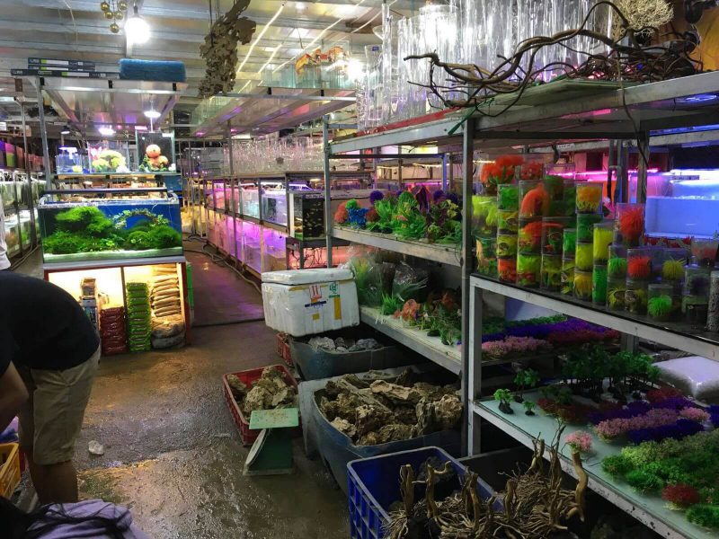 shop cá cảnh Đà Nẵng