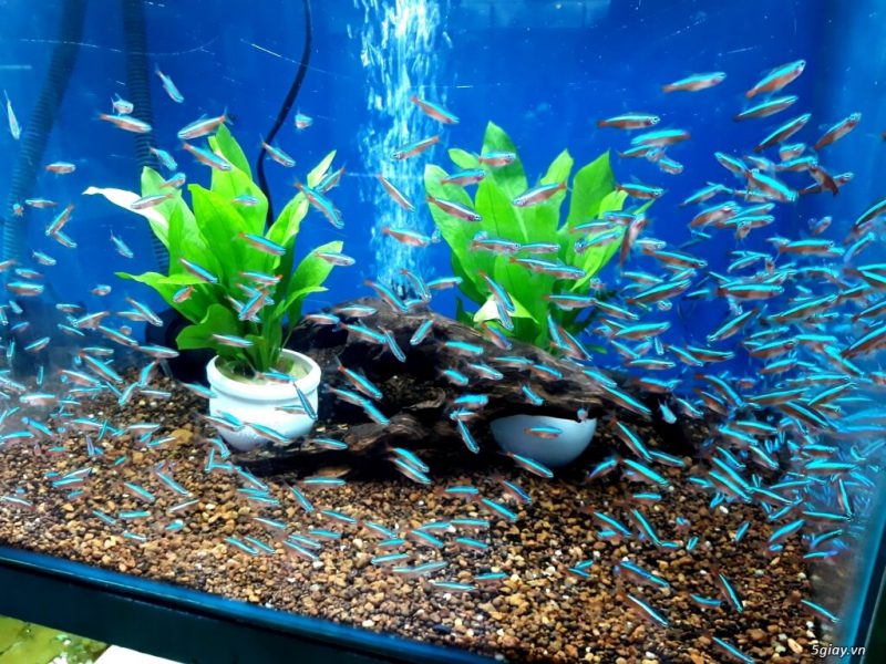 shop cá cảnh Đà Nẵng