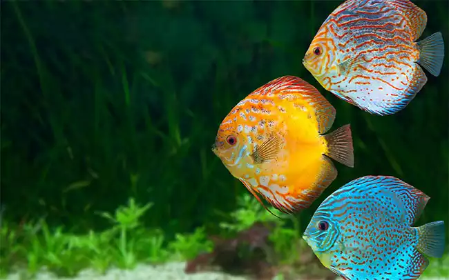 shop cá cảnh Sài Gòn