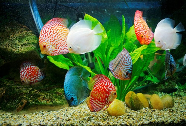 shop cá cảnh Sài Gòn shop cá cảnh Sài Gòn