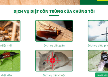 Dịch vụ diệt chuột Hà Nội