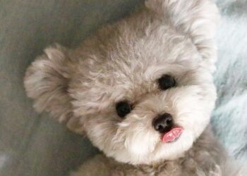 Xem Ngay 5 Cửa Hàng Chó Cảnh Hải Phòng Uy Tín Nhất