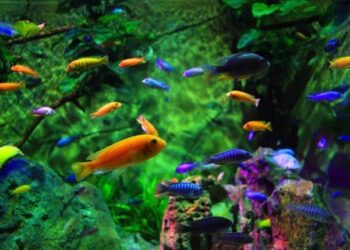 Tổng Hợp Top 30 Shop Cá Cảnh Hà Nội Đảm Bảo Uy Tín
