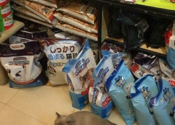 Chăm Lo Cho Boss Với Top 30 Cửa Hàng Thức Ăn Chó Mèo Ở Hà Nội