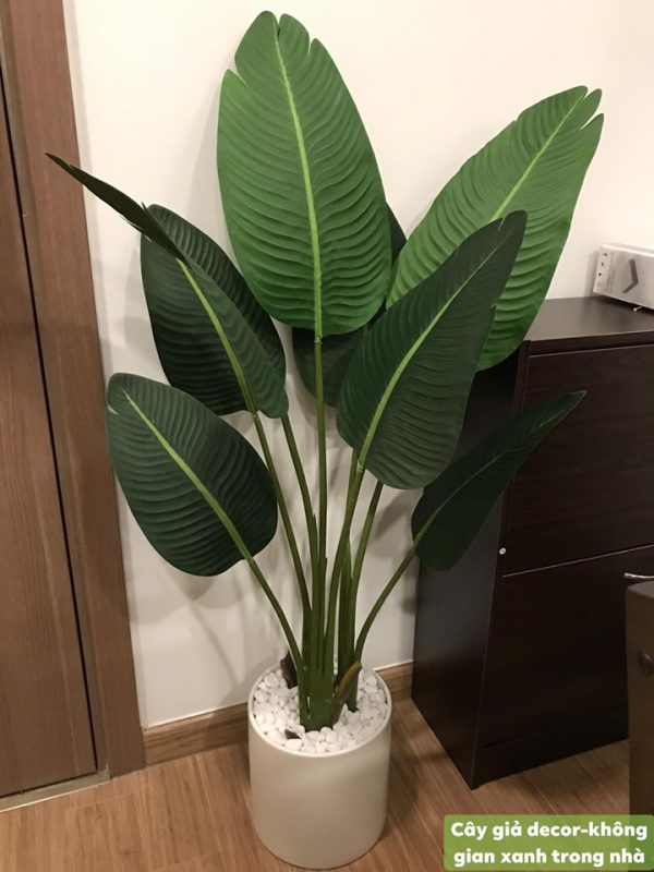 Cây xanh trang trí Hà Nội Cây xanh trang trí Hà Nội