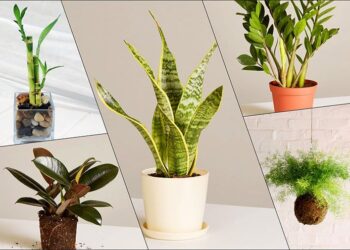 Top 20 Dịch Vụ Cây Xanh Trang Trí Hà Nội Chất Lượng Và Uy Tín Nhất