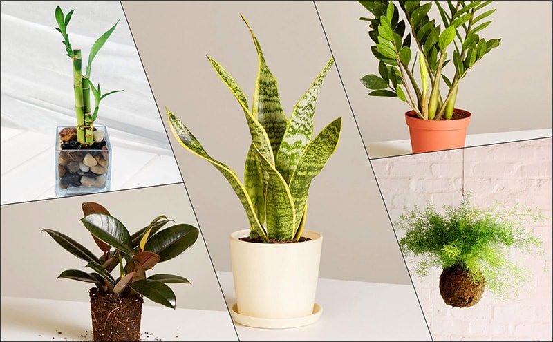 Cây xanh trang trí Hà Nội Cây xanh trang trí Hà Nội