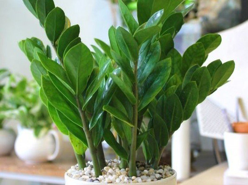 Cây xanh trang trí Hà Nội Cây cảnh đẹp