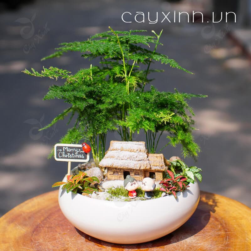 Cây xanh trang trí Hà Nội Cây cảnh đẹp
