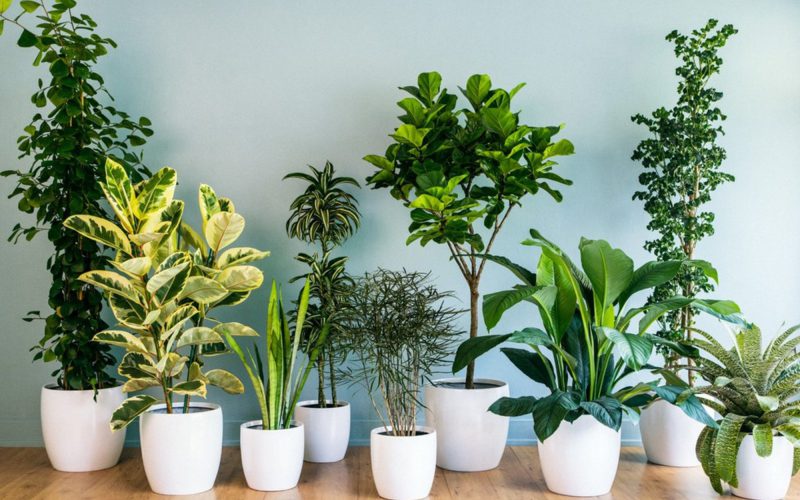Cây xanh trang trí Hà Nội Cây xanh trang trí Hà Nội