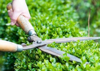 TOP 7 Dịch Vụ Bảo Dưỡng Cảnh Quan Uy Tín Và Chất Lượng