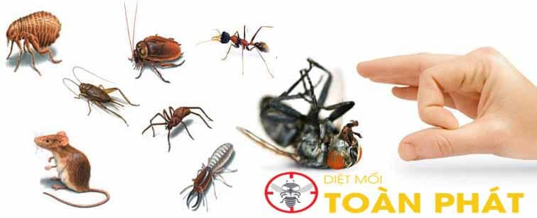 diệt mối tại Bình Dương chất lượng 