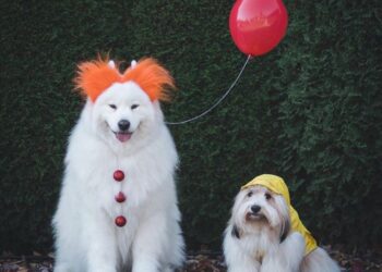 Note Ngay Top 10 Shop Thú Cưng Bình Dương Uy Tín Nhất