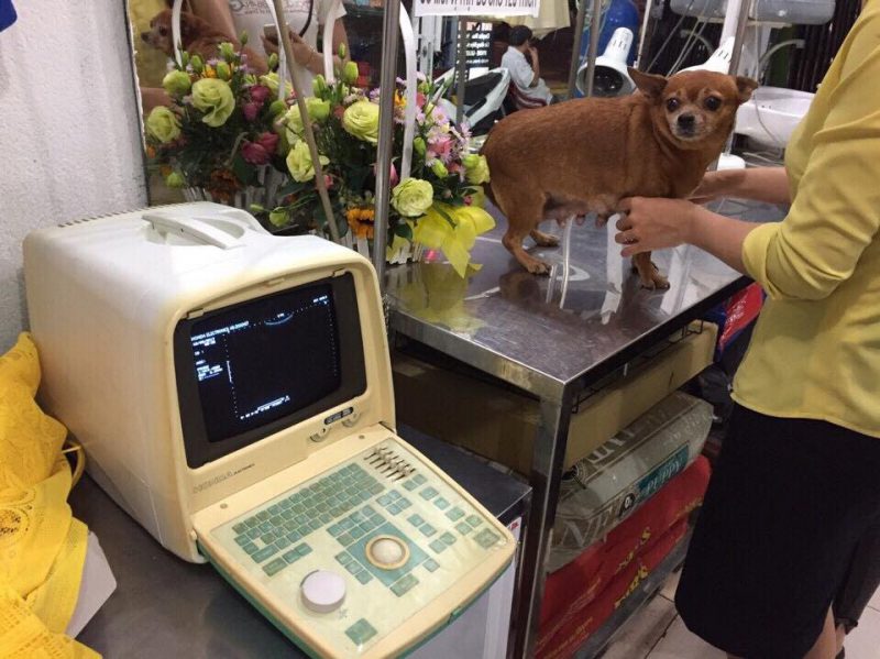 shop thú cưng Bình Dương