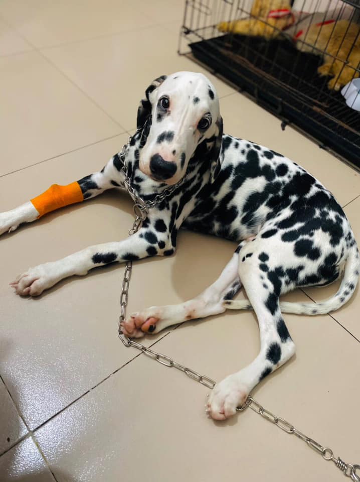 Lucky Pet Bình Dương