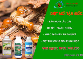 Xua Tan Nỗi Lo Về Mối Với 18 Dịch Vụ Diệt Mối Tại Bình Dương