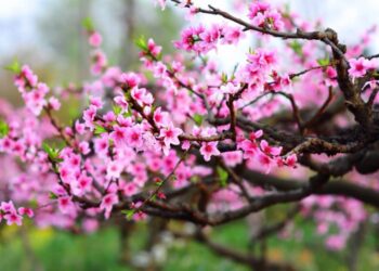 các loại hoa chưng ngày Tết