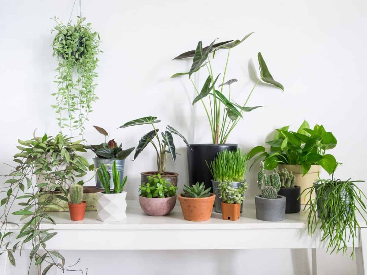 Siêu Thị Cây Phong Thủy – Trần Ngọc Long