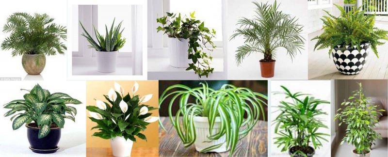 cây cảnh Hải Dương
