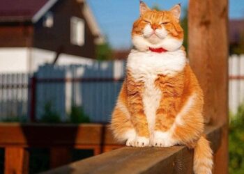 Thú Cưng Hải Phòng