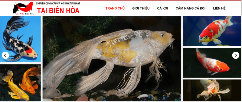 cá koi Biên Hòa cá koi Biên Hòa