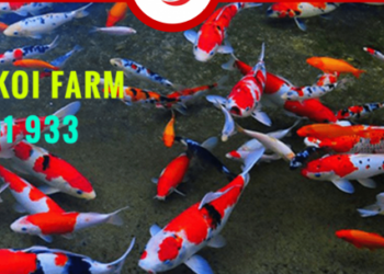 cá koi Biên Hòa