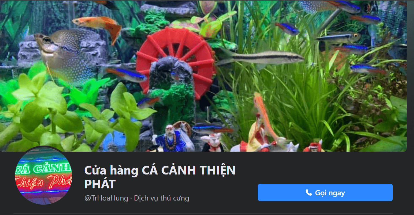 cá koi Biên Hòa Thiện Phát