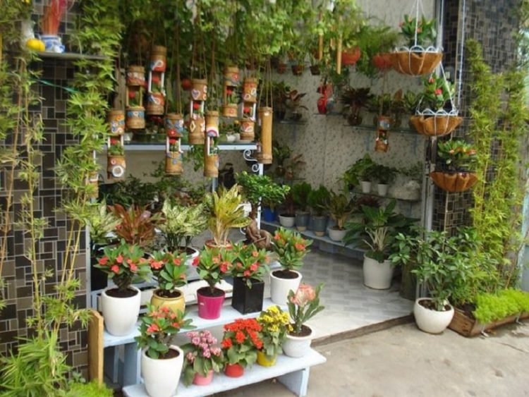 cây cảnh Bình Dương