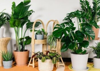 Lưu Ngay Top 10 Địa Điểm Bán Cây Cảnh Biên Hòa Uy Tín